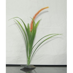 Roślinka do akwarium  Bonzai 20cm