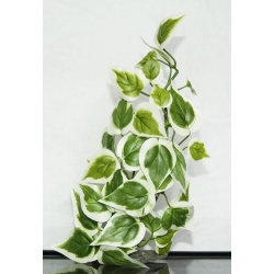 Roślinka do akwarium  Bonzai 25cm