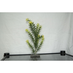 Roślinka do akwarium  Bonzai 25cm
