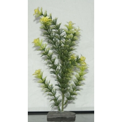 Roślinka do akwarium  Bonzai 25 - 35 cm