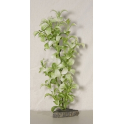 Roślinka do akwarium  Bonzai 25 - 35 cm